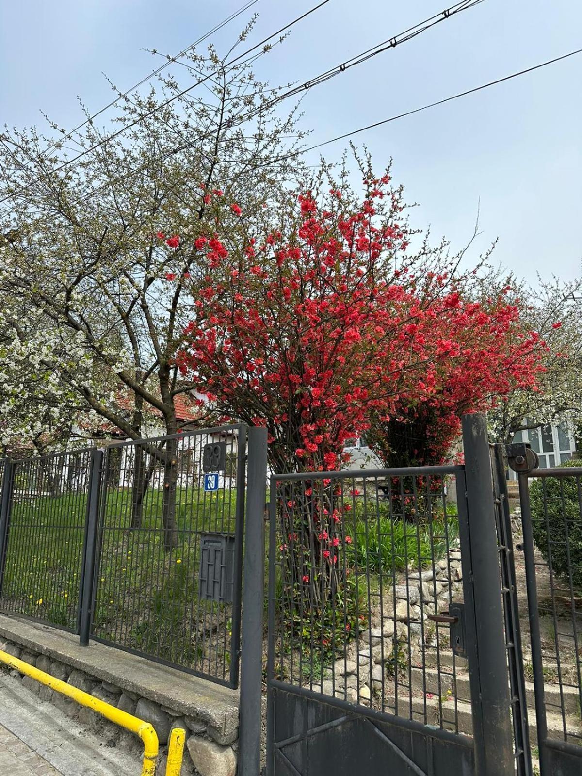 הוילה קורטאה דה ארגס Casa Eroilor מראה חיצוני תמונה